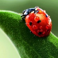 Вот леди баг...