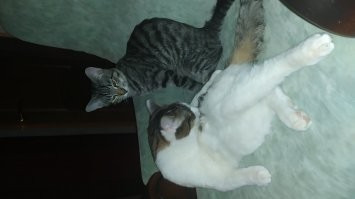 Мои два утырка =)