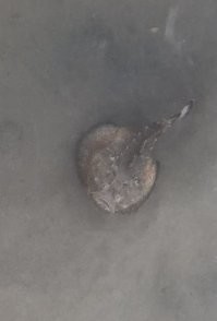 Недавно в Египте бородавчатку встретил, совсем рядом с пляжем