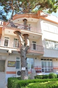 Красиво конечно, но что будет когда подует очень сильный ветерок и дерево начнёт немножечко шататься???