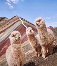 Альпаки офигенные. Доводилось гладить. У них шерсть очень мягкая. Непередаваемые ощущения!