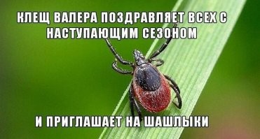 Без него весна – не весна: главное насекомое мая