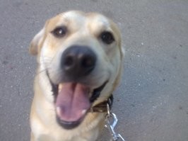 А это мой, взял его в приюте уже взрослым, прожил у меня 10 лет, умер прошлой осенью от рака, умнейший был пëс и очень воспитанный, пережил со мною много всего и хорошего и плохого, очень переживаю до сих пор.