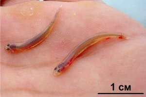 Кандиру. Может запбраться в уретру человека, когда тот мочится в реке. Попав туда, раскрывает шипы(про боль, которая наступает, даже думать не хочу), достать сможет только хирург.