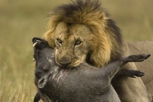 ....нашлись реальные Тимон и Пумба.
А вот и реальный Симба.