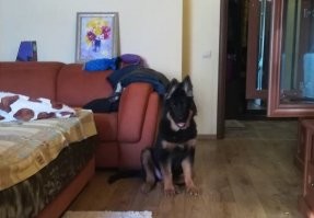 Мы для них - вся жизнь: 20+ фото с собаками, которые греют душу