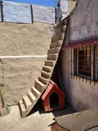 что-то переживаю о Бобике...