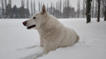 Мы для них - вся жизнь: 20+ фото с собаками, которые греют душу