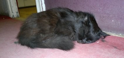 Вот на память из нехорошей квартирки:
Сам Мастер, верный страж квартиры Бегемот, на входе гостей встречает неразлучная парочка )