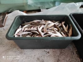 Пляж из икры появился на Сахалине