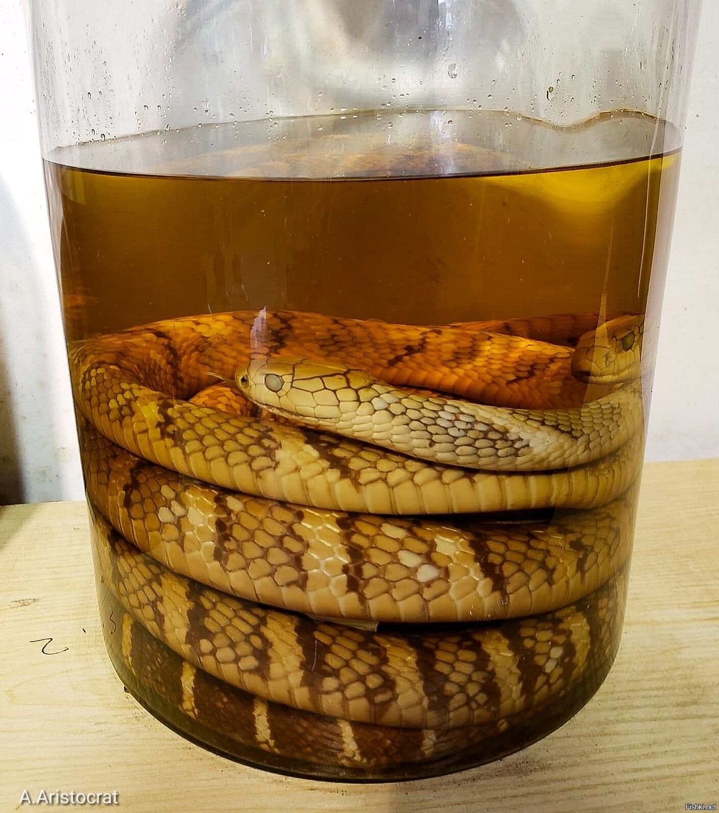 Настойка на змее. Змеиная настойка. Напиток со змеей. Заспиртованная змея в бутылке. Настойка из змей.