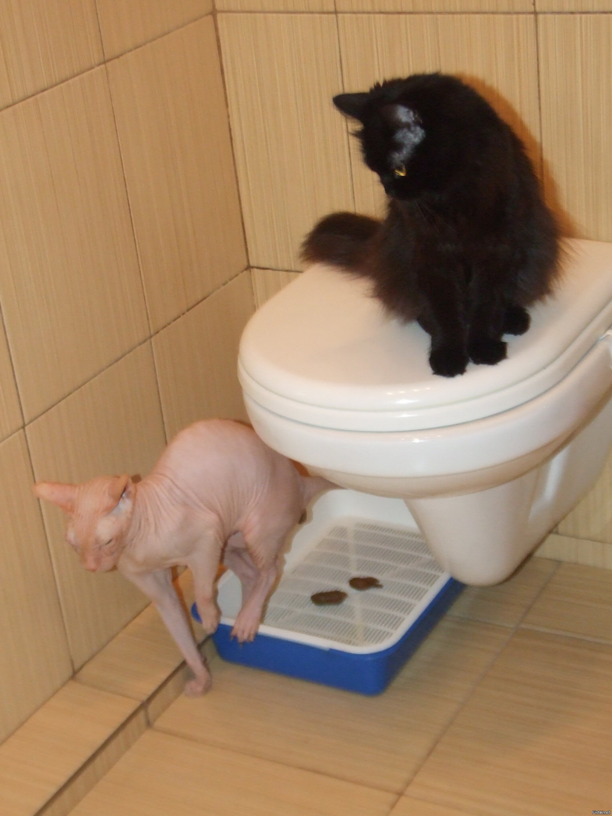 Сколько раз котенок ходит по большому. Кот какает. Кот в туалете. Котики которые в туалете. Кошачий лоток с какашкой.