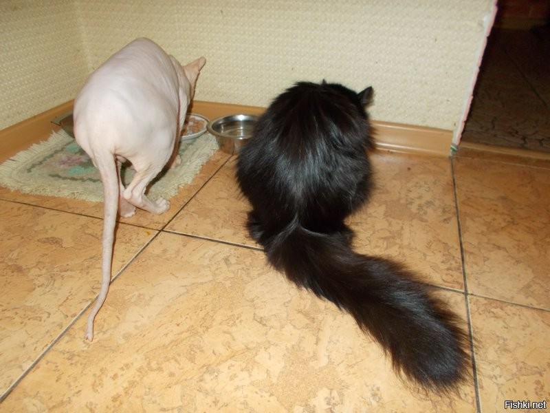 Лучше одного кота могут быть только два