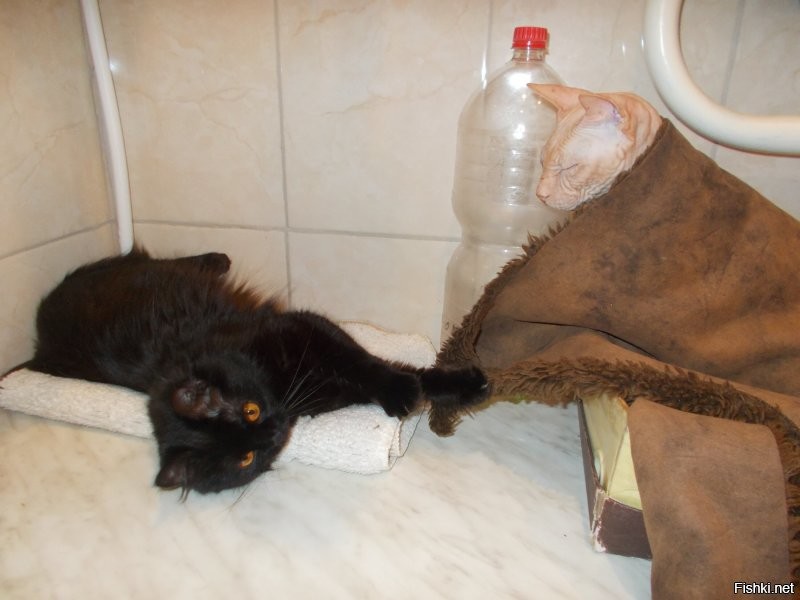 Лучше одного кота могут быть только два