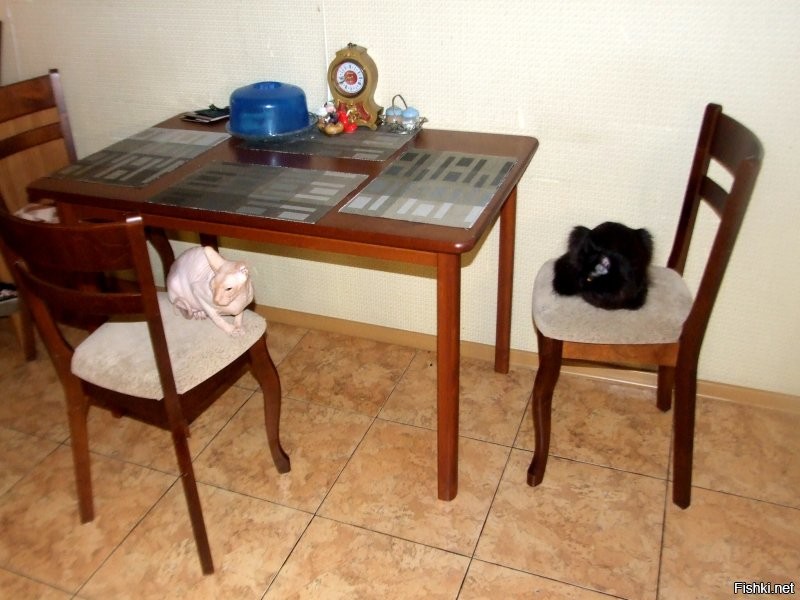 Лучше одного кота могут быть только два