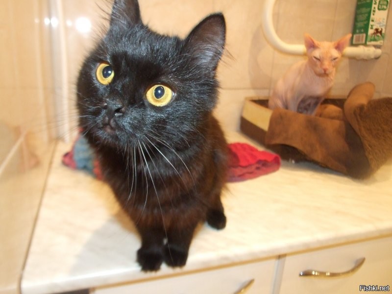 Лучше одного кота могут быть только два