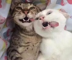 это они скорее всего оба от наркоза отходят.....
первое фото друганов-кастратов