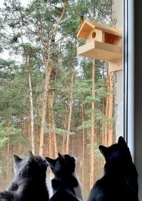 Часть наших красотулей :)