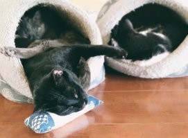 Часть наших красотулей :)