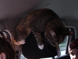 Лучше одного кота могут быть только два