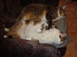 Моя сладкая парочка.