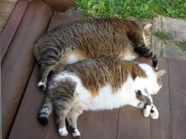 Синхронное лежание.