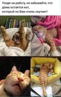 Лучше одного кота могут быть только два