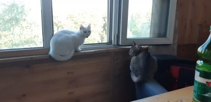 А это мои. Обожают смотреть в окно.