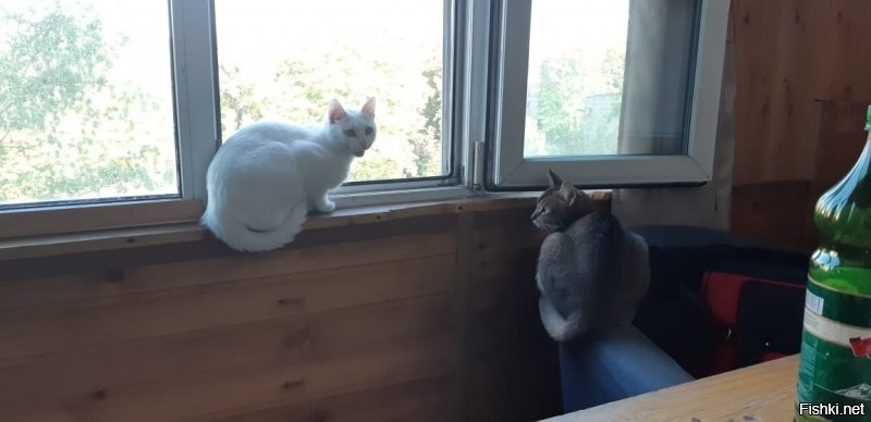 А это мои. Обожают смотреть в окно.