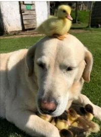 "А я чё? Я ничё!" (С)