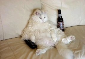 Смешные комментарии из соц.сетей