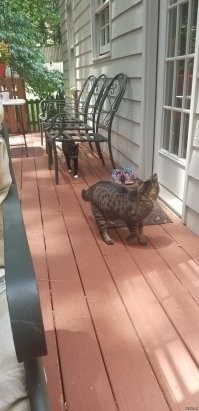 Мои зaсpaнцы