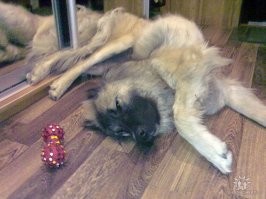 Эх, уже год как нет(
Фотка 10-го года. Любила дрыхнуть с подвыподвертом)