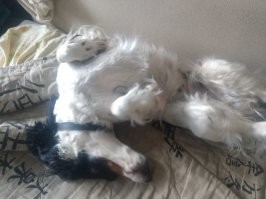 Собаки спят в смешных позах