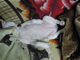 Собаки спят в смешных позах