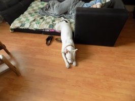 Собаки спят в смешных позах