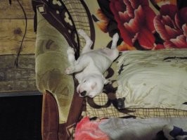 Собаки спят в смешных позах