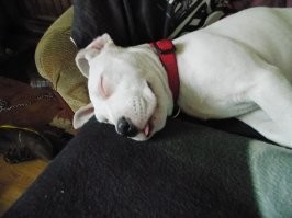 Собаки спят в смешных позах