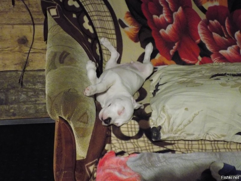 Собаки спят в смешных позах
