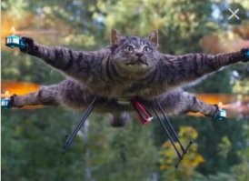 Все в ваших лапках, котаны...