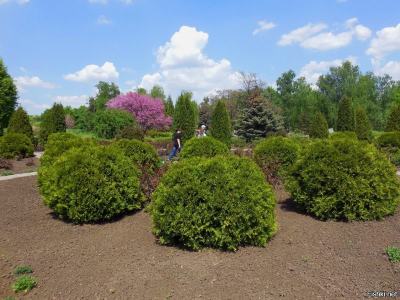 Лайк за ролик о родном городе! Вот только много к чему можно придраться. Что не понравилось. 
1. Начали о городе, а 80% времени про кузнеца. Значит, заглавие поста неверное. Нужно было что-то типа "Кузнец из Кривого Рога".
2. Съемка на смартфон? Да, вроде сейчас это уже входит в норму. Но. Используйте тогда приличный смартфон со стабилизацией видео. Или ищите оператора с твердой рукой. А так всё трясется - неприятно смотреть.
3. Нарочитый украинский язык. Для девчонки-автора он родной, звучит естественно (хотя озвучка явно студийная, а там можно было хоть с двадцатого дубля записывать. Да и читать текст с листа проще, чем разговаривать вживую). А вот парнишка-кузнец явно говорит с усилием, видно, что в голове с русского на украинский переводит. Зачем было насиловать парня? Жена его молодец: видимо, сказала "журналистке", мол, сама говори на каком хочешь языке, а я буду отвечать по-русски, мне так удобнее.
4. Чисто из уважения к Кривому Рогу можно было вначале вставить действительно красивые "открыточные" виды города, а тут всё слишком бледное и смазанное.
5. Это уже так, просто для информации. Журналистка из Марганца снимает ролик о Кривом Роге. Марганец - это малюсенький городок с населением в 45 000 человек. Это как журналист из Иваново снимет ролик о Москве. Забавно.
Несколько моих фоток. Конечно, это далеко не лучшие места города, просто снимал что рядом.