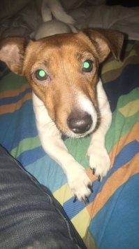 "Хозяин, ну дай": 20+ собак-попрошаек, которые точно выпросят у вас еду