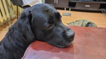 У меня вот так медитурет, пока на столе хоть что то съедобное