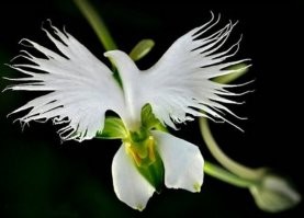 Орхидея белой цапли