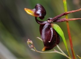 Орхидея Калания или летящая уточка