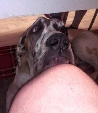 Ну вот как можно игнорировать такие взгляды несчастные...Папа же сыр кушает.И мне хочется кусочек