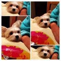 Как можно отказать, когда на тебя ТАК смотрят эти две бусинки?