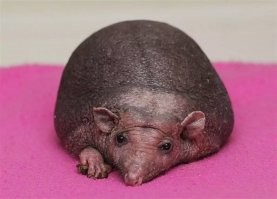 где то всплакнул лысый ёж