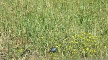 Ну вот, оказывается я фотографировал Варакушу)