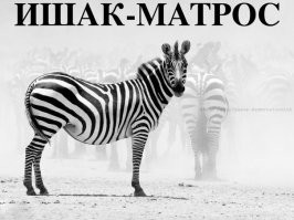 Почему людям так и не удалось одомашнить зебру